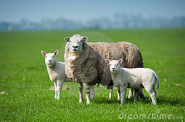 Schapen 